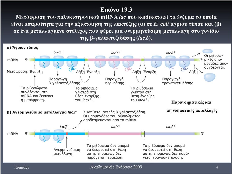 είναι απαραίτητα για την αξιοποίηση της λακτόζης (α) σε E.