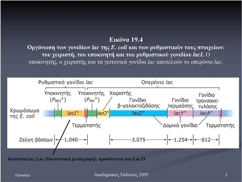 του ρυθμιστικού γονιδίου laci.