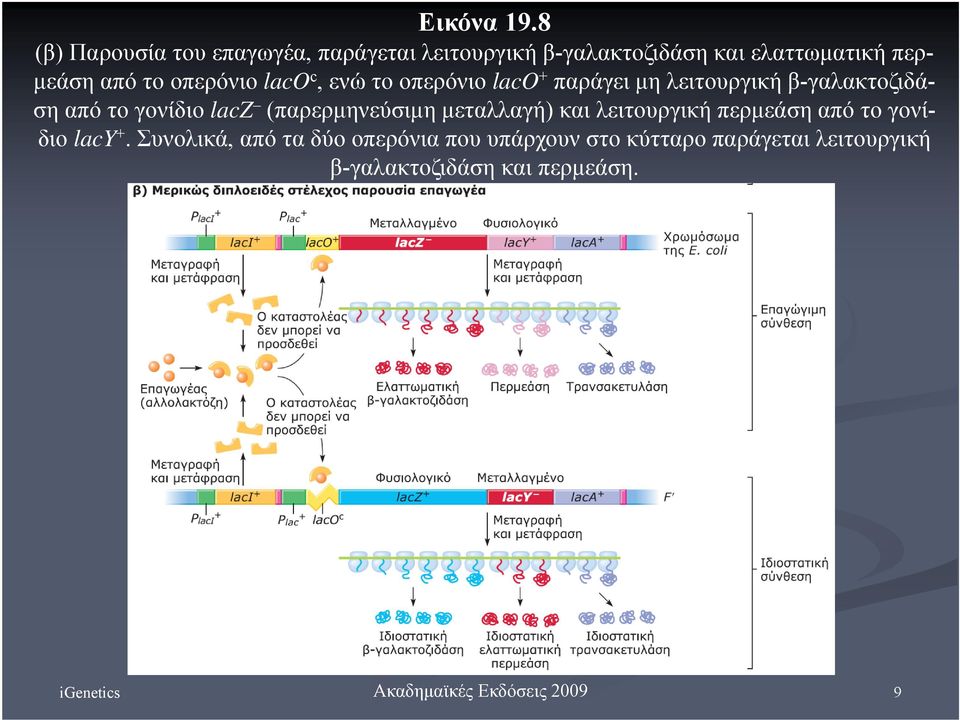 το οπερόνιο laco c, ενώ το οπερόνιο laco + παράγει μη λειτουργική β-γαλακτοζιδάση από το γονίδιο