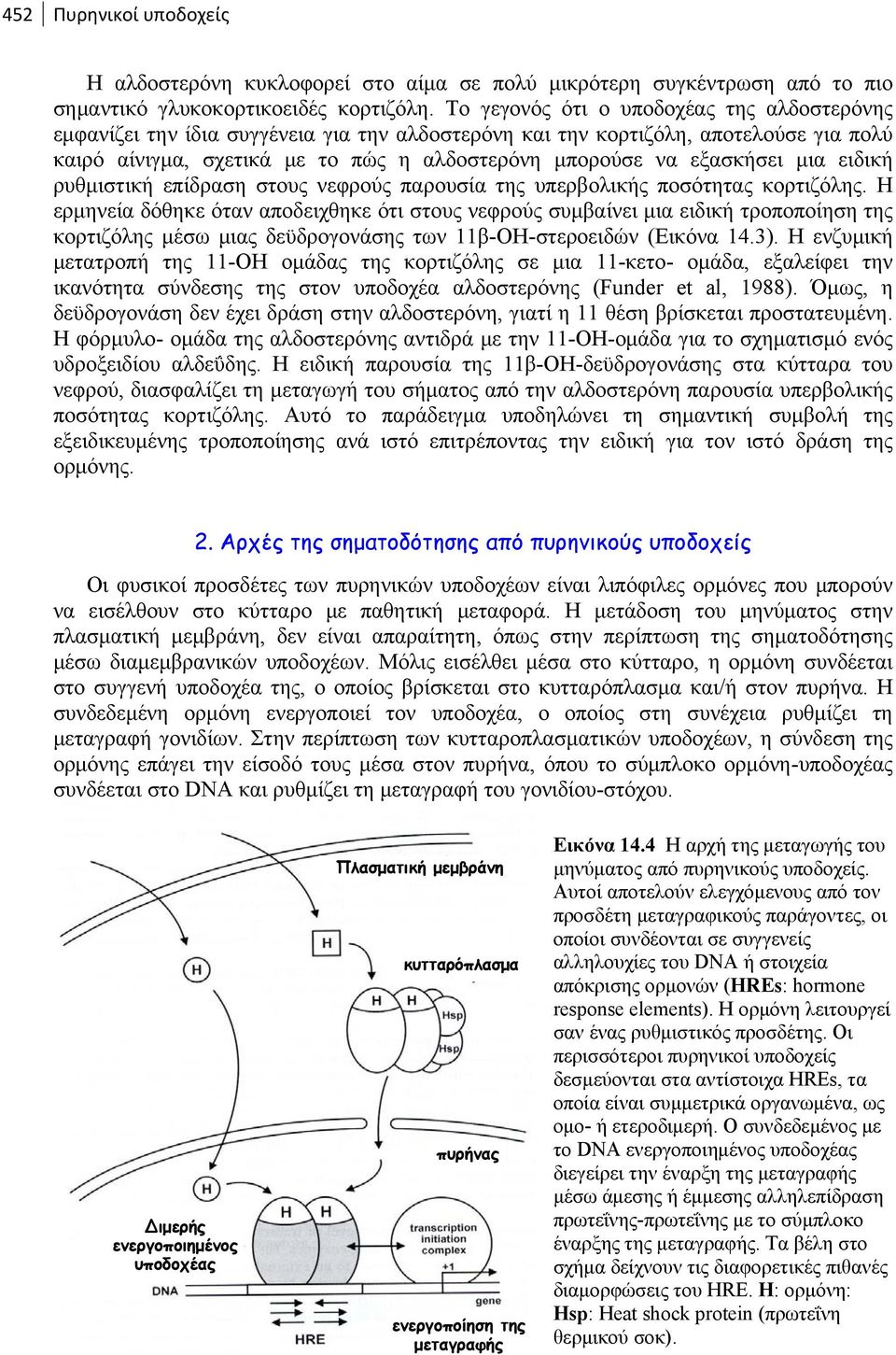 εξασκήσει μια ειδική ρυθμιστική επίδραση στους νεφρούς παρουσία της υπερβολικής ποσότητας κορτιζόλης.