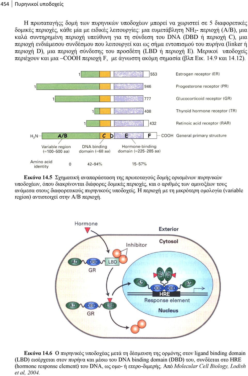 σύνδεσης του προσδέτη (LBD ή περιοχή E). Μερικοί υποδοχείς περιέχουν και μια COOH περιοχή F, με άγνωστη ακόμη σημασία (βλπ Εικ. 14.9 και 14.12). Α/Β C D E F Εικόνα 14.