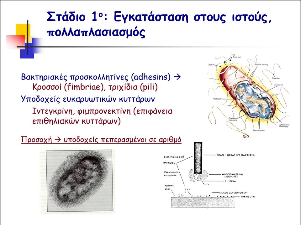 τριχίδια (pili) Υποδοχείς ευκαρυωτικών κυττάρων Ιντεγκρίνη,