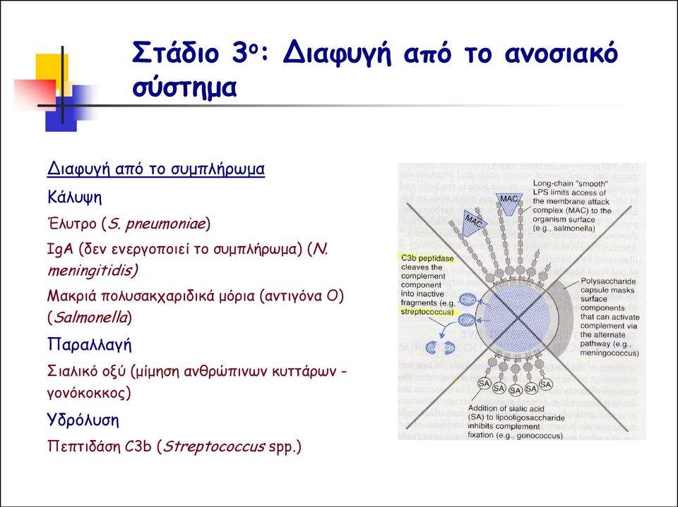 meningitidis) Μακριά πολυσακχαριδικά μόρια (αντιγόνα Ο) (Salmonella) Παραλλαγή