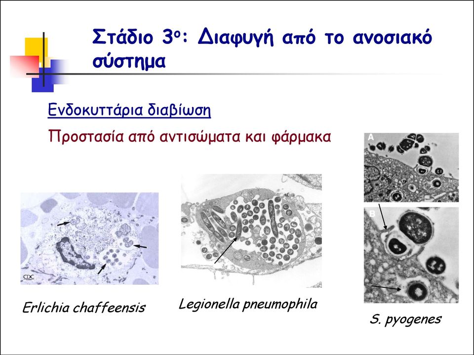 από αντισώματα και φάρμακα Erlichia