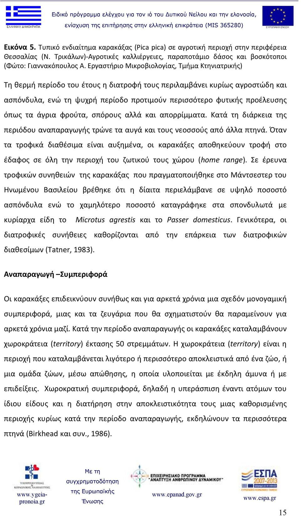 όπως τα άγρια φρούτα, σπόρους αλλά και απορρίμματα. Κατά τη διάρκεια της περιόδου αναπαραγωγής τρώνε τα αυγά και τους νεοσσούς από άλλα πτηνά.