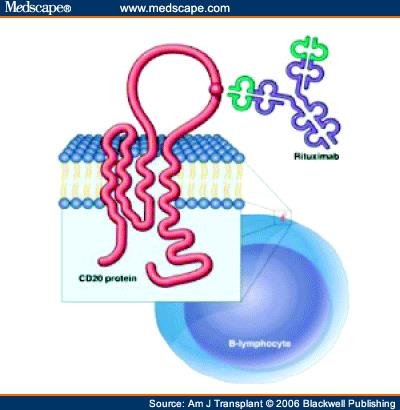 Μόριο CD20 και πρόσδεση του