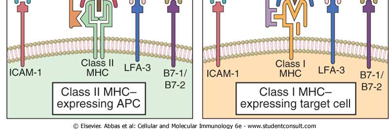 Επικουρικά μόρια στα Τ κύτταρα The interaction of a CD4 + helper T cell with an APC (A), or of a CD8 + CTL with a target cell (B), involves multiple T cell membrane proteins that recognize different