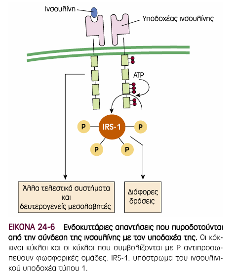 Ο υποδοχέας της ινσουλίνης Μεµβρανικός υποδοχέας: κινάση τυροσίνης Έχει σηµαντική δοµική οµοιότητα µε τον υποδοχέα του IGF-1 Μπορεί να