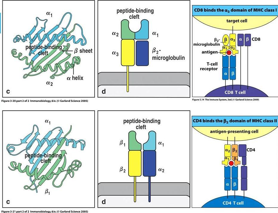 Μόρια MHC-I (HLA-A, -B, -C) CD8 binds to MHC-I