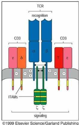 Ο αντιγονικός υποδοχέας των Τ κυττάρων Το σύμπλεγμα του TCR