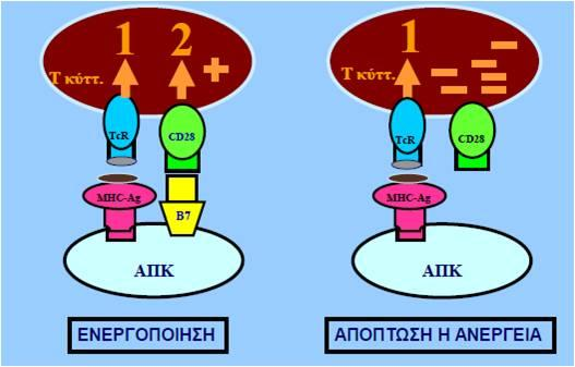 Αντιγονική παρουσίαση ενεργοποίηση Τ λεμφοκυτταρικών κλώνων Σήμα 1: