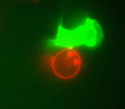 Synaptic tethering of a B