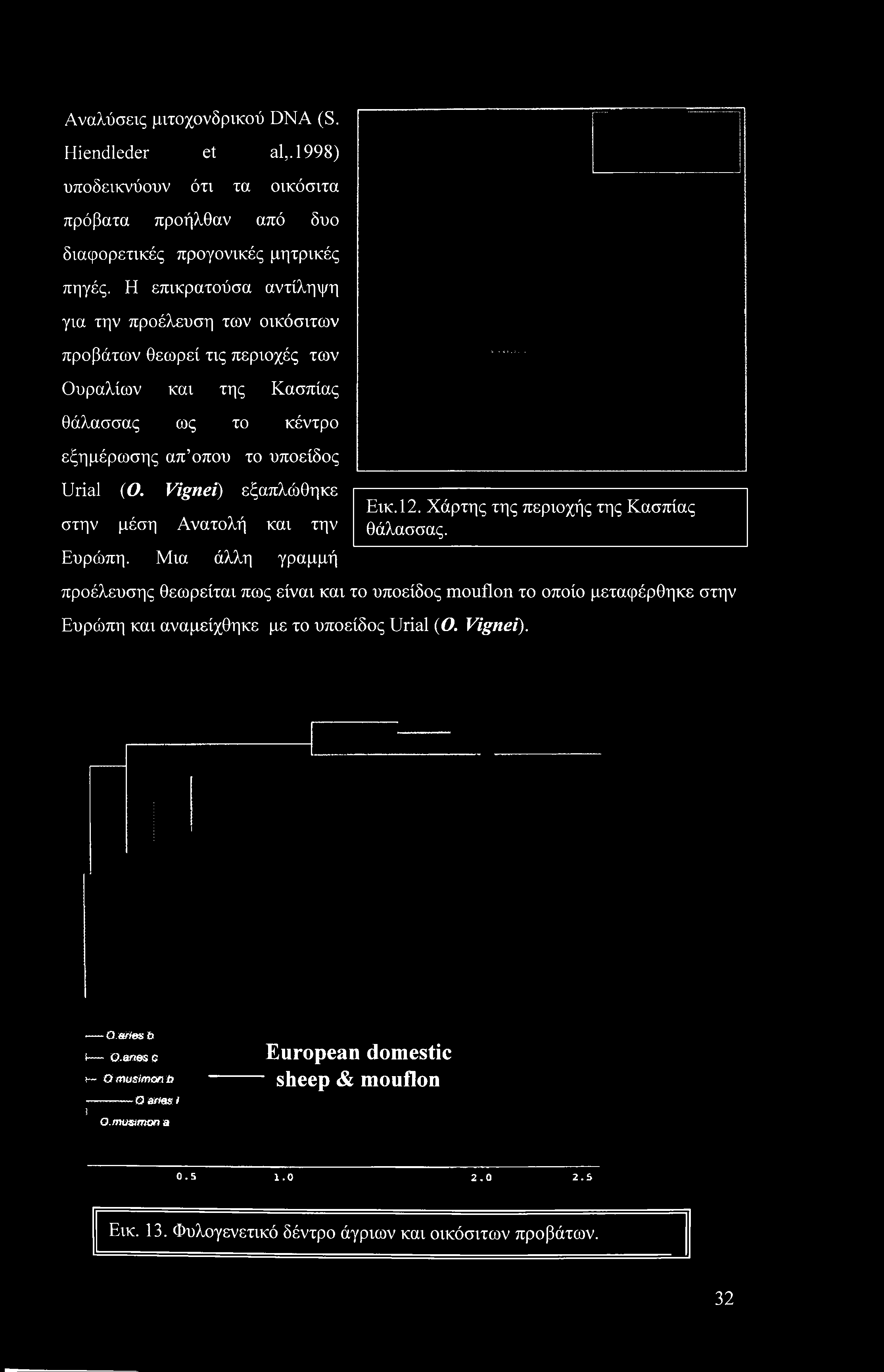 Αναλύσεις μιτοχονδρικού DNA (S. Hiendleder et al,.1998) υποδεικνύουν ότι τα οικόσιτα πρόβατα προήλθαν από δυο διαφορετικές προγονικές μητρικές πηγές.