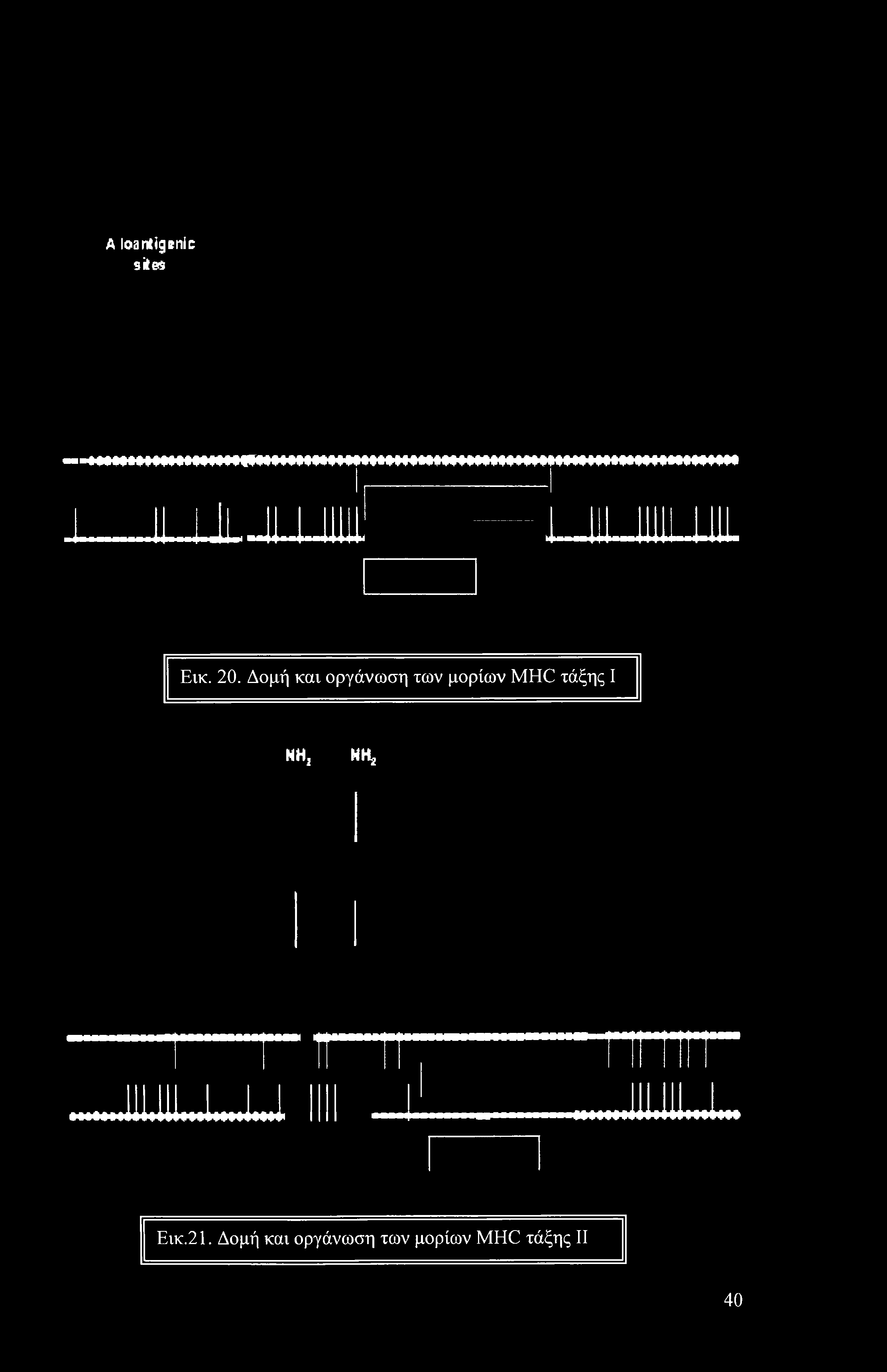A loantigenic sites Eik. 20.