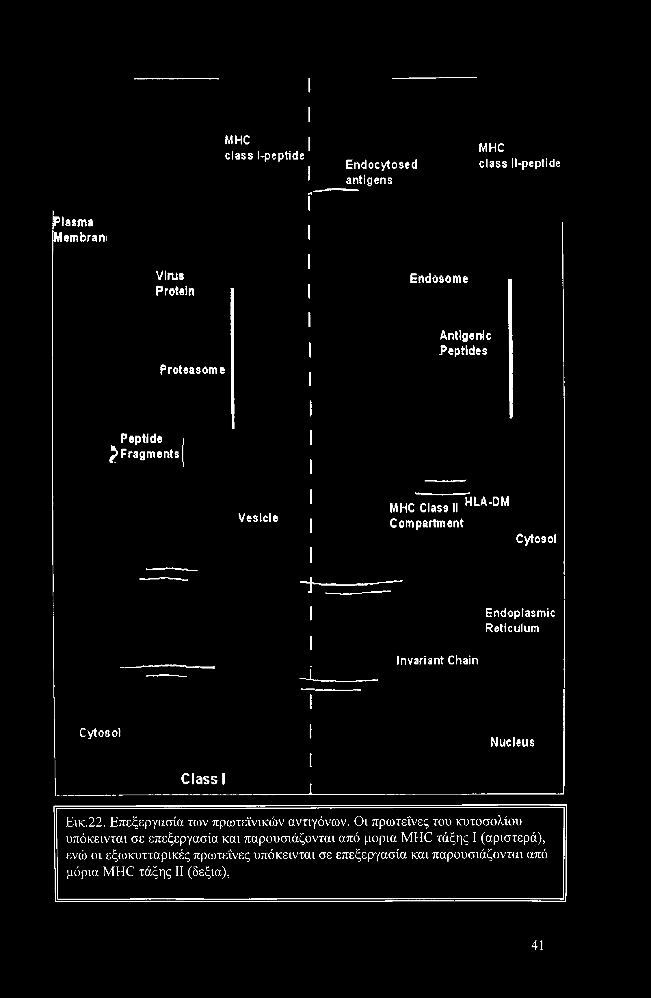 MHC class l-peptide Endocytosed antigens MHC class ll-peptide Plasma Mem bra rv Virus Protein Endosome Proteasome Antigenic Peptides Peptide Fragments Vesicle MHC Class II HLA-DM Compartment Cytosol