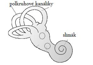 Obr. 3..: Vnútorne ucho [Zdroj obrázka: [6]] 3. Limity ľudského ucha V hudbe meriame frekvenciu Hertzoch (Hz) alebo v cykloch za sekundu.