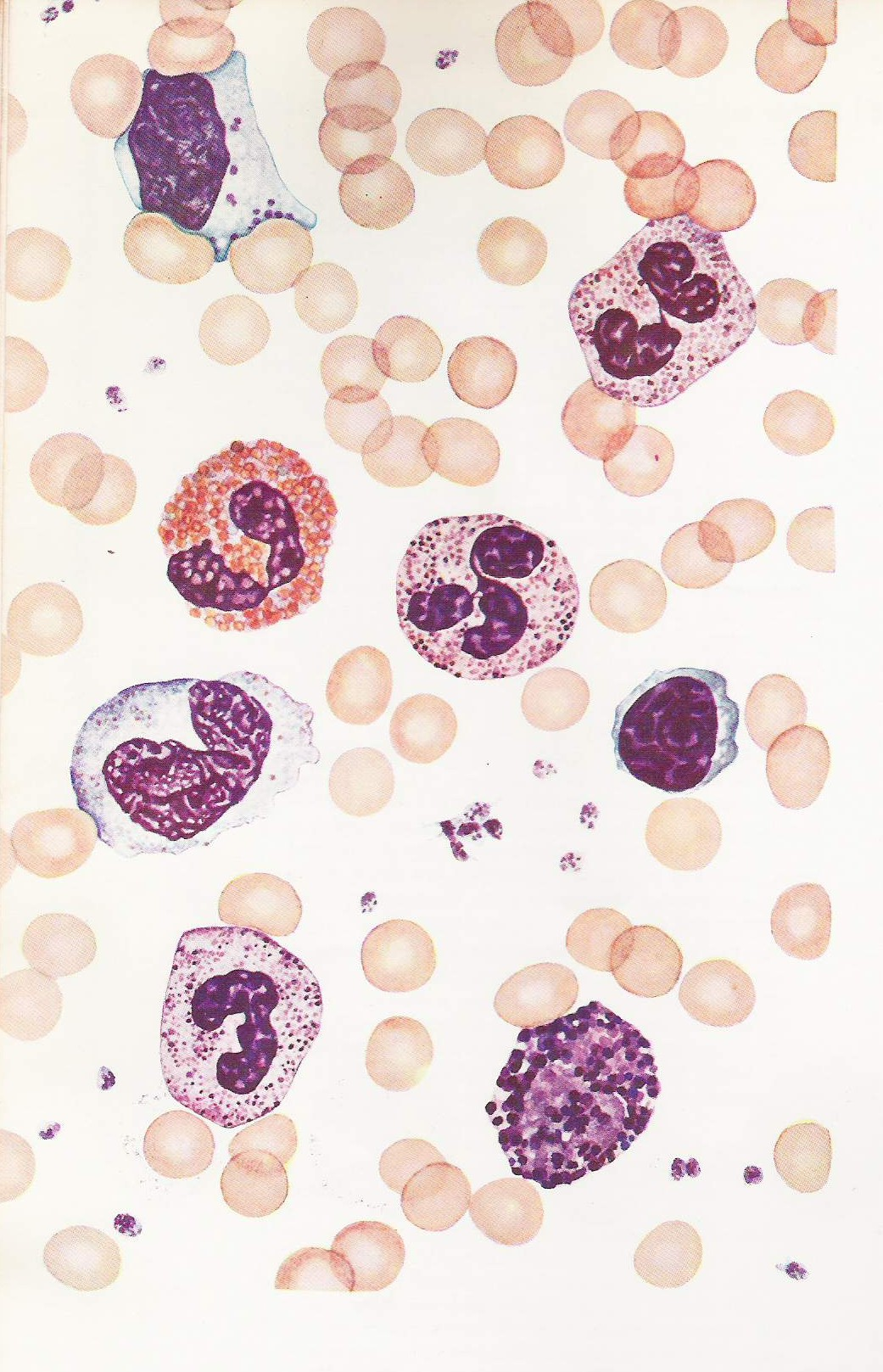 A ΠΕΡΙΦΕΡΙΚΟ ΑΙΜΑ ΑΝΘΡΩΠΟΥ B A. Erythrocytes D C B. Large lymphocyte with azurophilic grannules and deeply indented by erythrocytes E C. Neytrophil segmmented D.