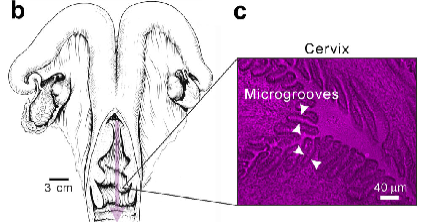 Study of the functional anatomy of bovine cervical mucosa with special reference to mucus secretion and sperm transport Δεν κολυμπούν ελεύθερα στο