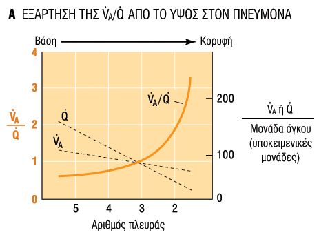 Η αναλογύα V A /Q μεταβϊλλεται με το ύψοσ του πνεύμονα.