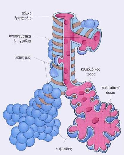 κυψελίδων μεταβάλλεται και έχει βρεθεί πως σχετίζεται µε τη συνολική μάζα του σώματος (ICRP, 1994). Εικόνα 12 - Σχέδιο της κυψελιδικής περιοχής των πνευμόνων.