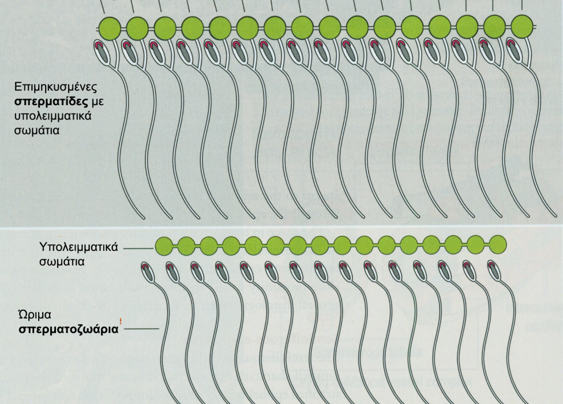 ΣΠΕΡΜΑΤΟΓΕΝΕΣΗ Σπερµατοκυτταρογένεση (µιτώσεις