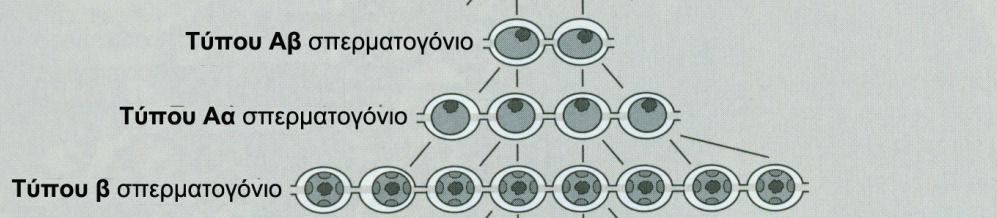 ΣΠΕΡΜΑΤΟΓΕΝΕΣΗ / 1 η φάση ΣΠΕΡΜΑΤΟΚΥΤΤΑΡΟΓΕΝΕΣΗ Αύξηση αριθµού σπερµατογονίων µε ΜΙΤΩΣΕΙΣ. Έναρξη στην εφηβεία.