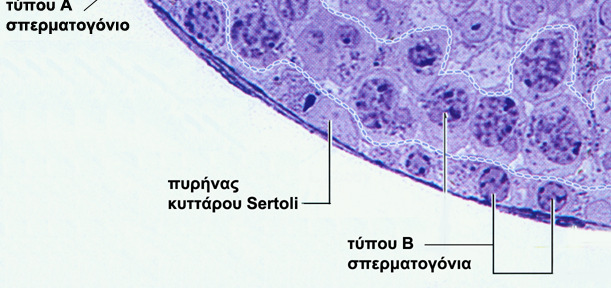 Μείωση.