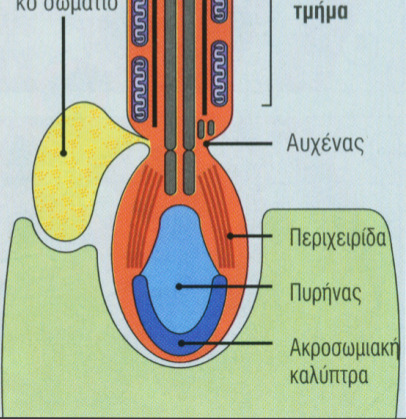 ΣΠΕΡΜΙΟΓΕΝΕΣΗ / 4 o στάδιο Στάδιο ωρίµανσης Ολοκλήρωση επιπέδωσης και επιµήκυνσης του πυρήνα. Αποδιάταξη της περιχειρίδας. Ολοκλήρωση συµπύκνωσης του πυρήνα.