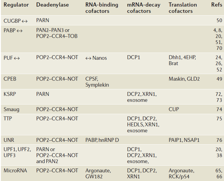 περιοχής πρόσδεσης [25]. Σε κάποια mrna η poly(a) ουρά μπορεί να προστατευθεί από τις αποαδενυλάσες μέσω ζευγαρώματος βάσεων.