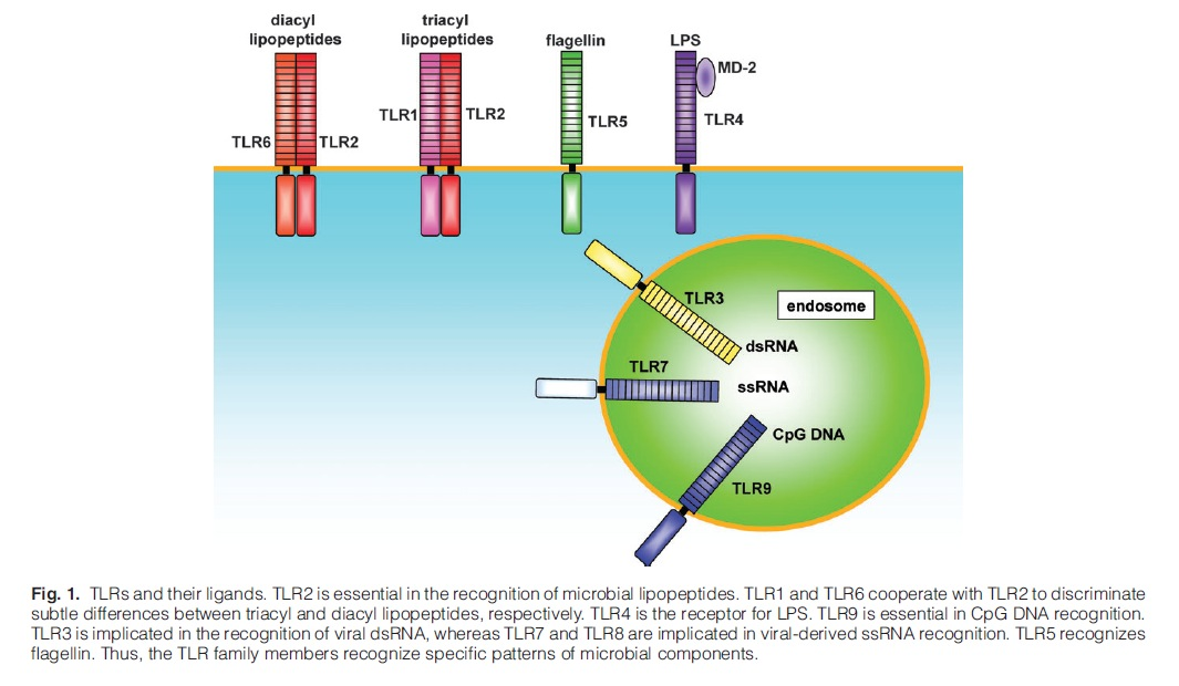 Εικόνα 2. Έµφυτη και επίκτητη ανοσία (Takeda and Akira, 2005). 1.