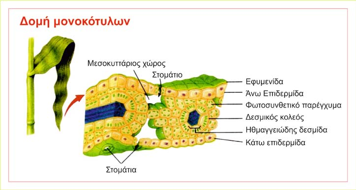 Εικόνα 8. Τρισδιάστατη απεικόνιση ενός τυπικού ομοιογενούς φύλλου μονοκότυλου φυτού. http://www.docstoc.com/docs/80630921/leaf-structure-illustrations-dicot-leaf-structure-dicot-leaf με τροποποίηση.