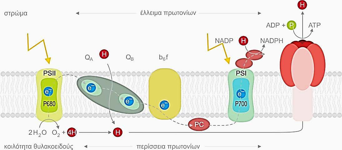 Εικόνα 11. Τρισδιάστατη απεικόνιση χλωροπλάστη. Διακρίνεται το σύστημα διπλών μεμβρανών και των μεμβρανικών διατάξεων των θυλακοειδών του στρώματος και των grana. Α.7.3.2.