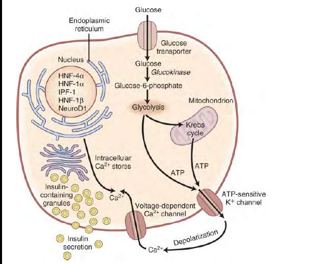 ER- Ca ++ PKC GLUT-2 IP3 DAG IP-II Ach