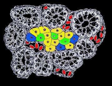 Ανατομία του παγκρεατικού νησιδίου δ-κύτταρο α- κύτταρο Νησίδια Langerhans β-κύτταρο Modified from Bishop & Polak, Blackwell 1997. ΑΝΑΓΝΩΣΤΗΣ Π.