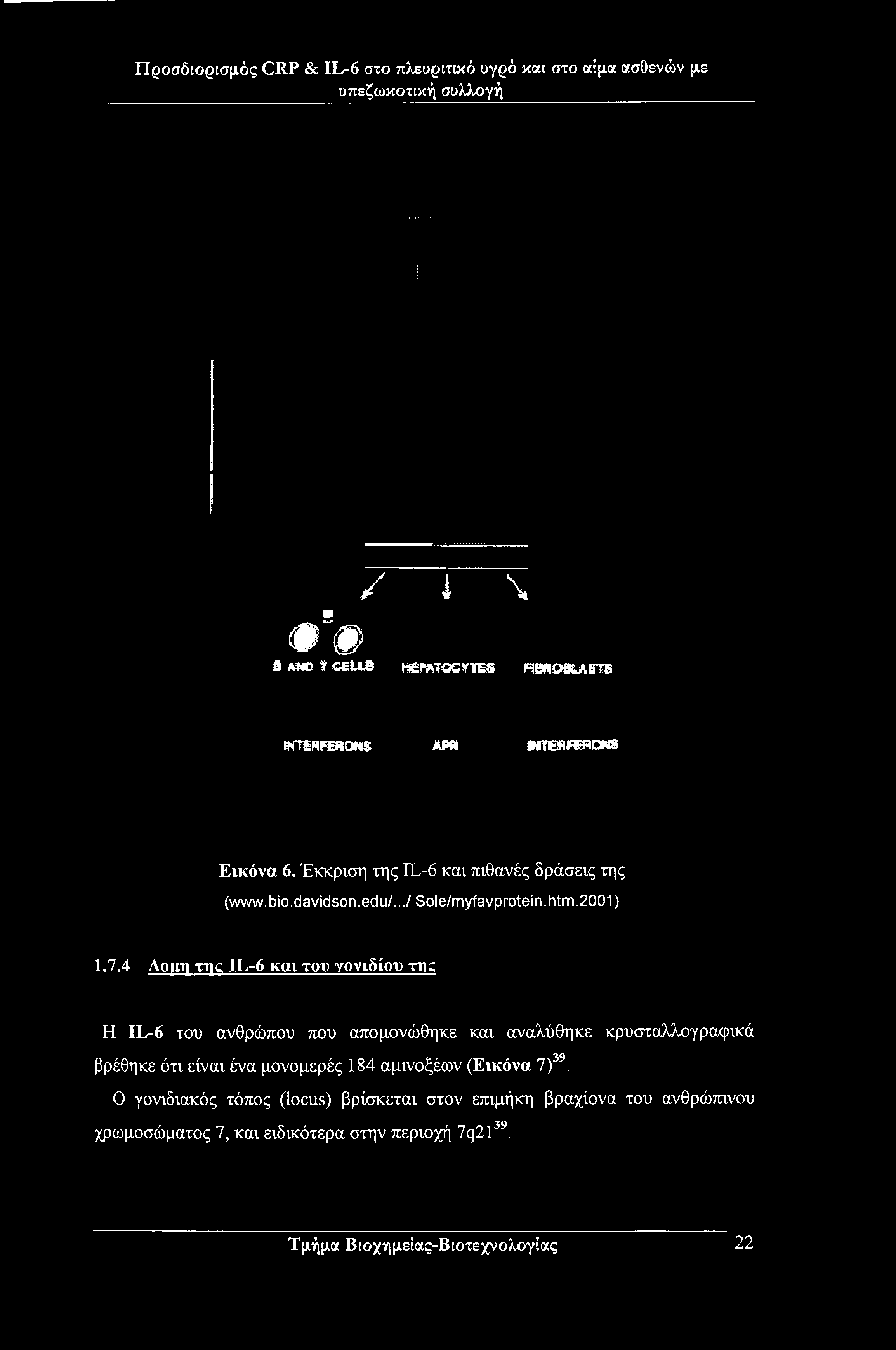 φ φ / ί \ fl AW3 t c«il& «TOTQCYTES RMOBLASTB ENTinratoMS ami **rc*rerdns Εικόνα 6. Έκκριση της IL-6 και πιθανές δράσεις της (www.bio.davidson.edu/.../ Sole/myfavprotein.htm.2001) 1.7.