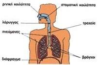5 1. ΑΝΑΤΟΜΙΑ ΤΟΥ ΑΝΑΠΝΕΥΣΤΙΚΟΥ ΣΥΣΤΗΜΑΤΟΣ Το αναπνευστικό σύστημα αποτελείται από την άνω και κάτω αεροφόρο οδό και τους πνεύμονες.