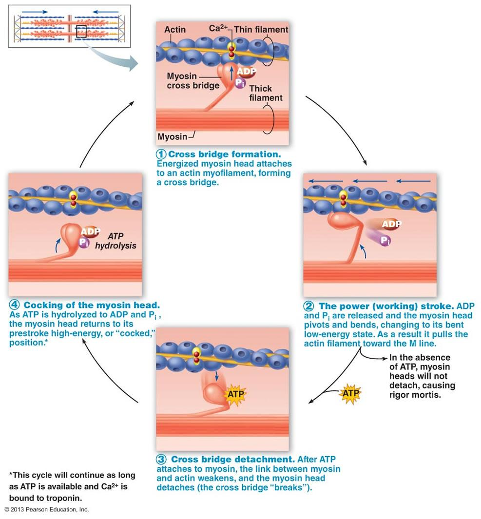 Ca 2+ - otkrivanje veznih mesta na aktinu započinje ciklus stvaranja i raskidanja poprečnih veza. Miozin u visokoenergetskom stanju. Miozin u visokoenergetskom stanju. Vezna mesta na aktinu inhibisana.