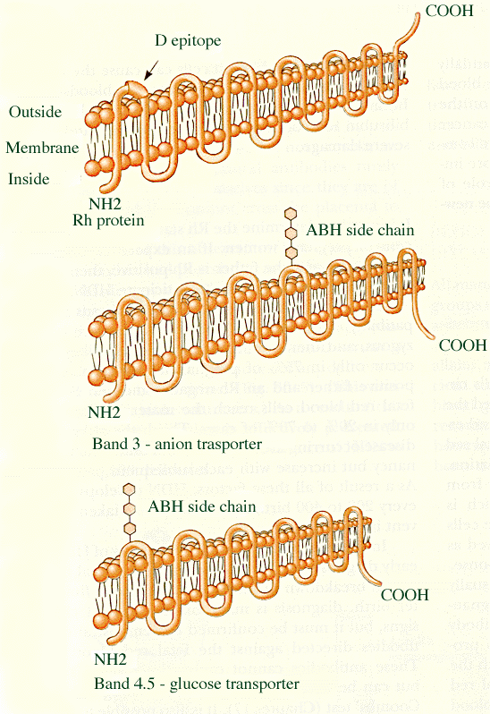 116 Rh- veregrupisüsteem on üks geen kaks alleli süsteemi näide. Geeni produktiks on RhD antigeen e. D antigeen.