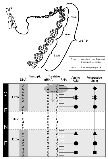 12 Joonis 2.6. Geen kui funktsionaalne ühik Üht ja sama tunnust määravate geenide erinevaid variante nimetatakse alleelideks. Seega on alleeli mõiste seotud tunnustega.