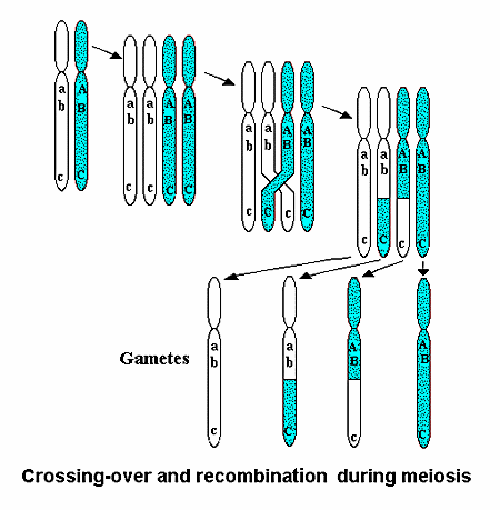 14 Joonis 2.8 Krossingover 2.3.2. Mutatsioonid Hugo De Vries (1901-1903) postuleeris, et mutatsioonid on päriliku tunnuse hüppelised muutused vastupidiselt kvantitatiivsete tunnuste (näit.