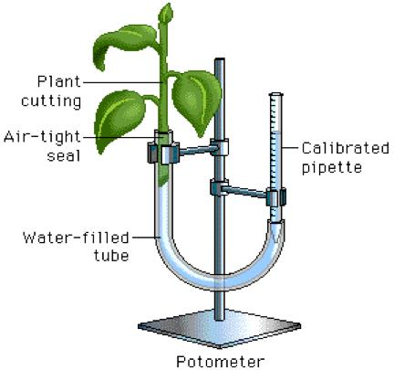 Odrezok rastliny Vzduchotesný spoj Pipeta so stupnicou (1 ml) Hadička naplnená vodou Potometer Úloha A1.1 Zostavenie potometra Nasledujúca časť opisuje kroky potrebné na zostavenie potometra 1.