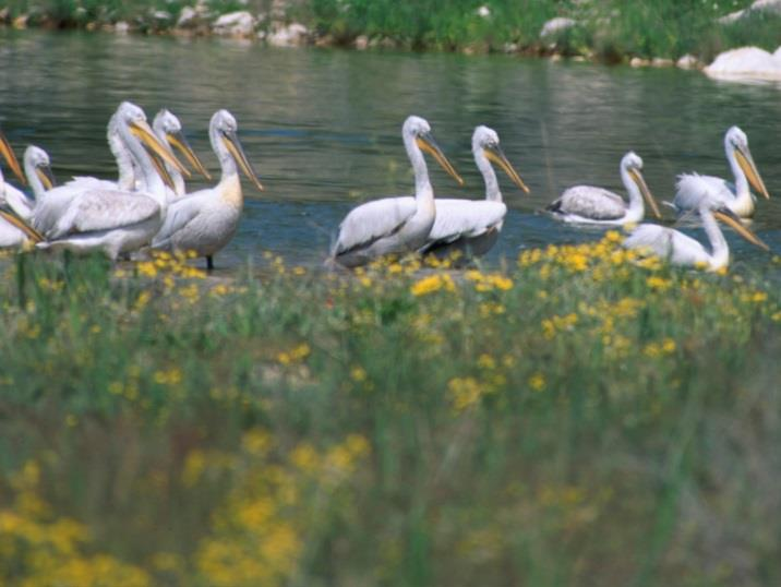 Φυσικό Περιβάλλον Η περιοχή του Δήμου περιλαμβάνει το μεγαλύτερο μέρος του Κισσάβου, το Μαυροβούνι, καθώς και 60 km παραλιακής