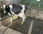 Σκοπός ανάπτυξης του προϊόντος DairyPilot FlavoVital Μη ταυτοποιήσιμοι παράγοντες επηρεάζουν την απόδοση και την καλή διαβίωση των ζώων ιατροφή