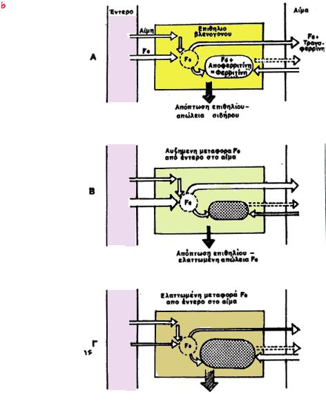 εντερο Aίμα Φυσιολογικές συνθήκες Συνθήκες ελλείψεως σιδήρου Fe Fe Fe Fe+αποφ. φερριτίνη Fe+αποφ φερριτίνη Fe+ Τρανσφερ.