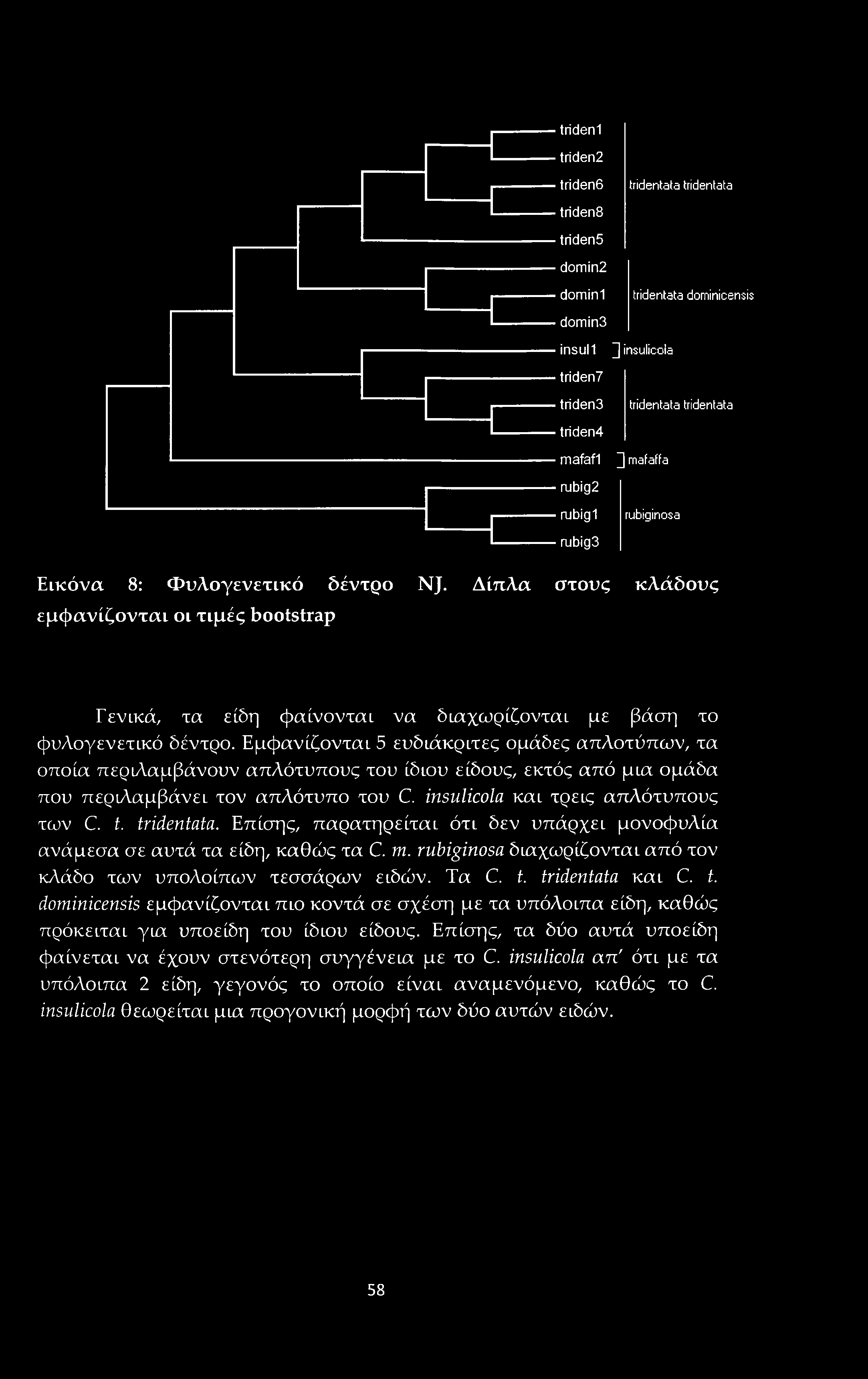 trideni triden2 triden6 tridentata tridentata triden8 triden5 domin2 dominl tridentata dominicensis domin3 insull ] insulicola triden7 triden3 tridentata tridentata triden4 mafafl ] mafaffa rubig2