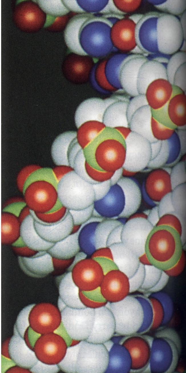 Στη μεγάλη και τη μικρή αύλακα αναγνωρίζονται δυνητικοί δότες και δέκτες υδρογονοδεσμών στους οποίους οφείλεται η αναγνώριση και η εξειδίκευση των αλληλεπιδράσεων του DNA με πρωτεΐνες, π.