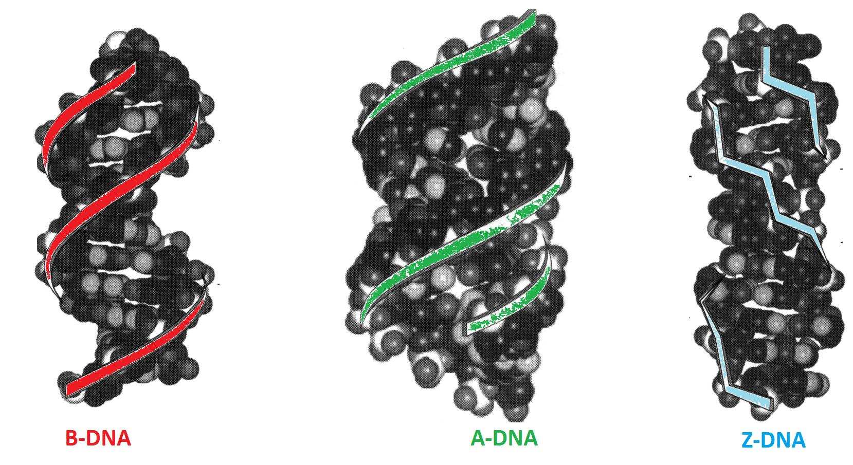 Η διπλή έλικα του DNA μπορεί να υιοθετήσει