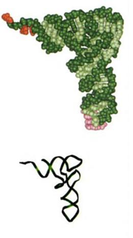 Το μεταφορικό trna έχει χαρακτηριστική τριτοταγή δομή Phe-tRNA, 77 νουκλεοτίδια Ο πολικός