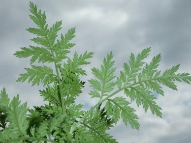 Το φυτό Artemisia annua δρα ενάντια στην ελονοσία Αρτεμισινίνη Το φυτό Artemisia χρησιμοποιούνταν από Κινέζους