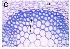 Κυτταρικά τοιχώματα Τα πρωταρχικά κυτταρικά τοιχώματα συνίστανται κυρίως από υδατάνθρακες και πρωτεΐνες.